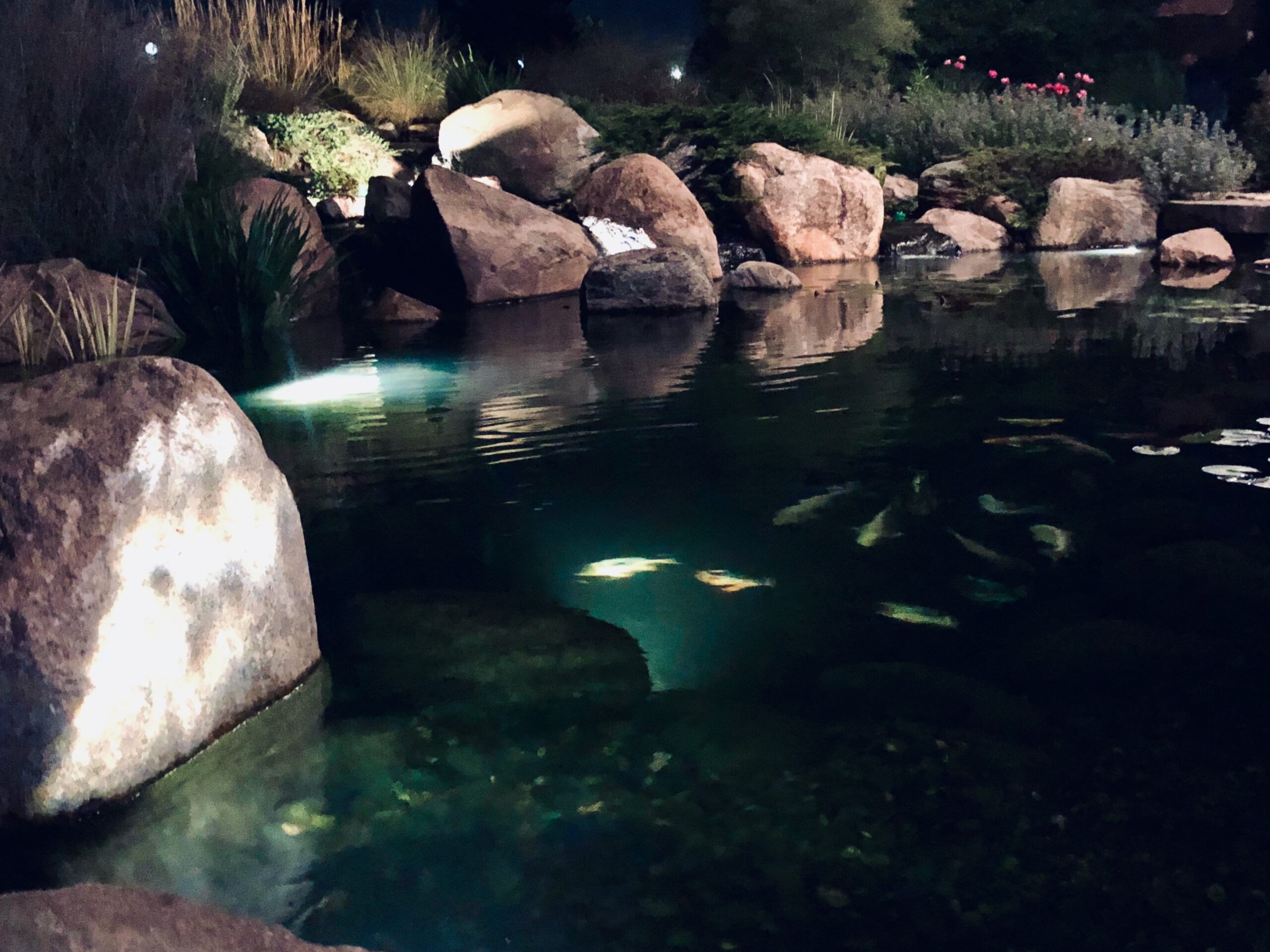 LED spotlight on a backyard pond