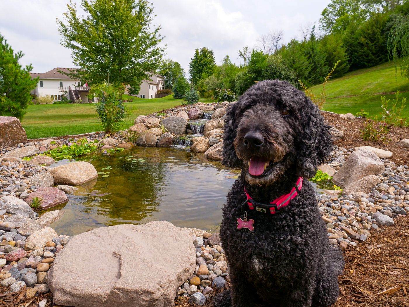 Black curly-haired dog sitting beside a backyard pond with a small waterfall