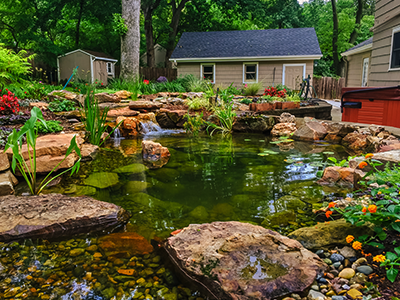 Freshly cleaned backyard pond with clear water and flowering plants near a shed