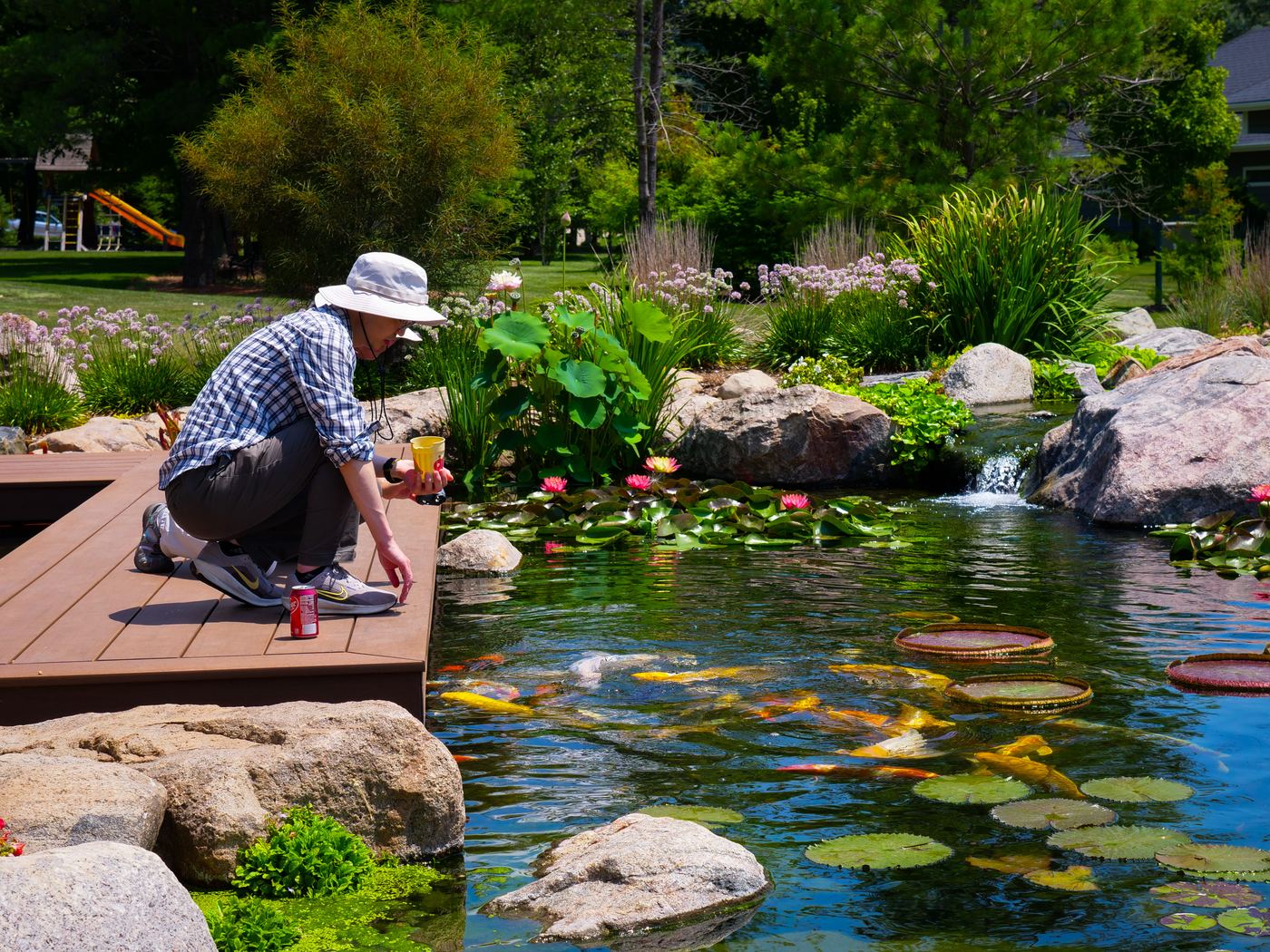 Recreational pond with water lilies and a wooden dock beside blooming perennials