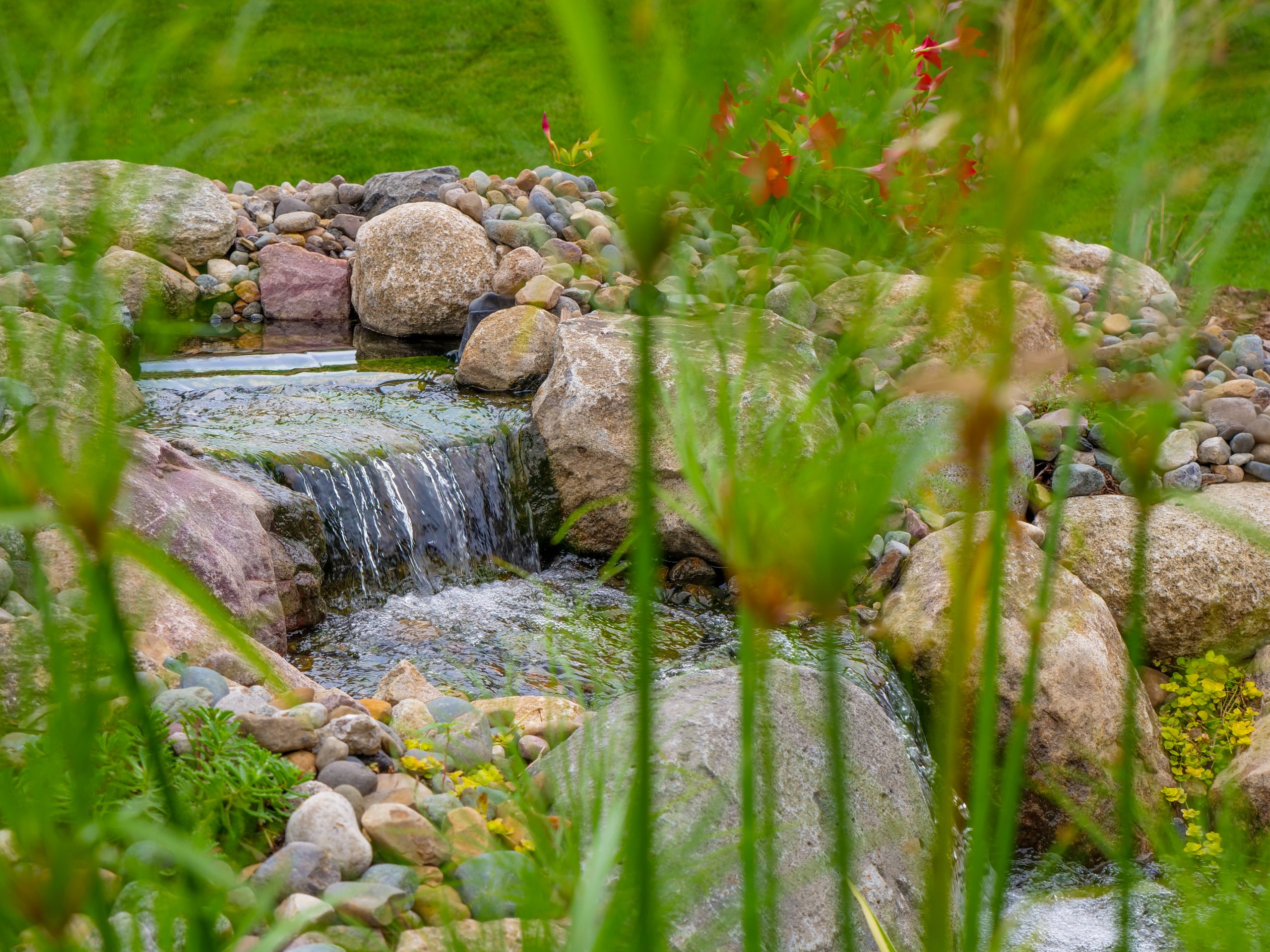 Completed ecosystem pond with filtration and plantings