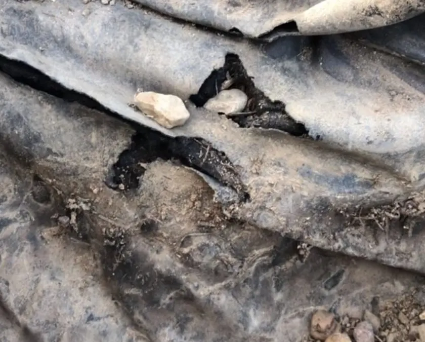 Close-up of a damaged pond liner with holes that needs a leak repair