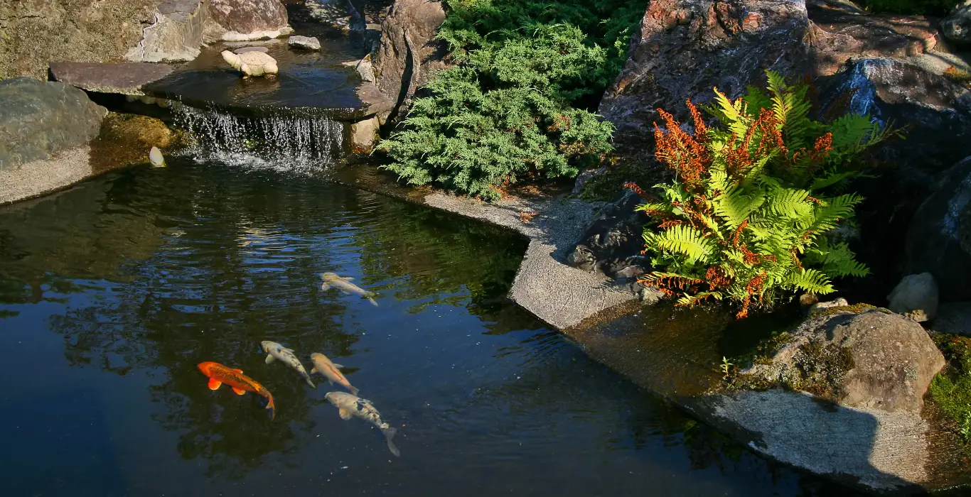 Healthy pond with fish swimming below a small waterfall and ferns