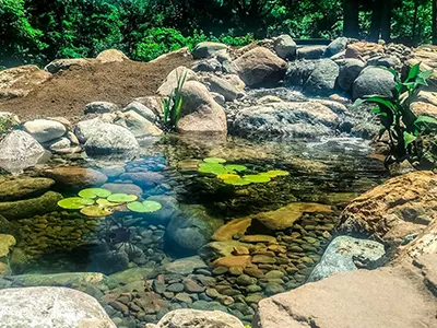 Clear pond with a river rock bottom and lily pads after a pump replacement