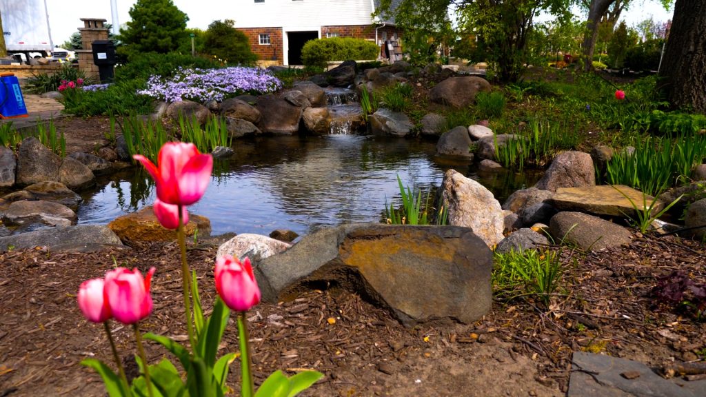 Display pond framed by pink tulips at a Central Iowa garden center