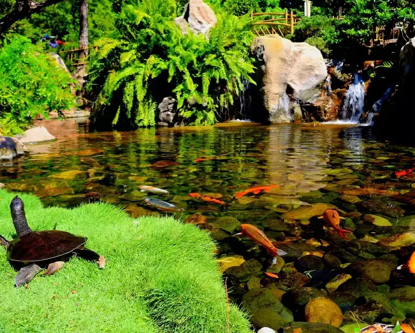 Clear pond with colorful fish and a turtle on a mossy bank below a waterfall