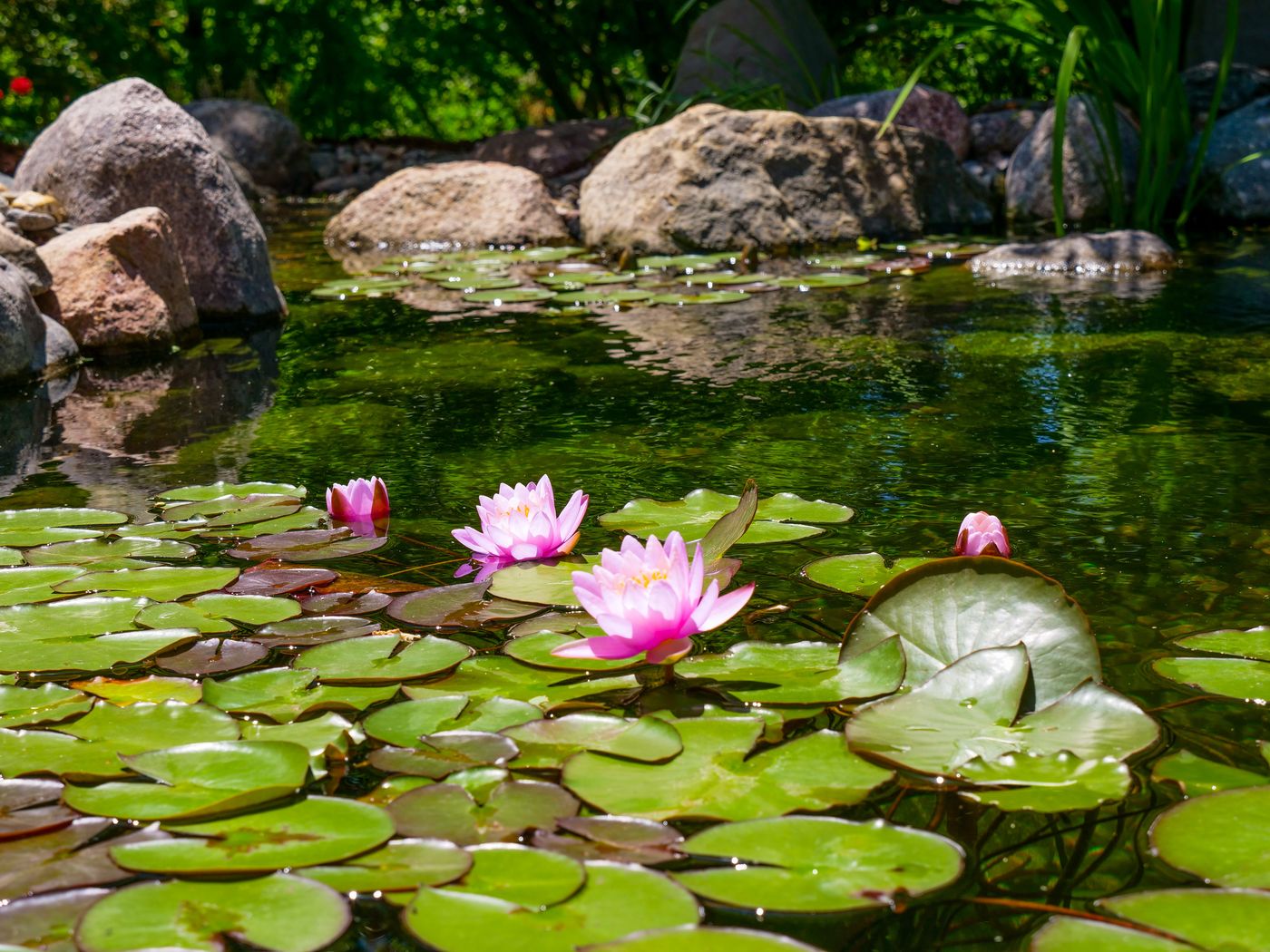 Pink water lilies blooming across a rock-edged pond on a sunny afternoon