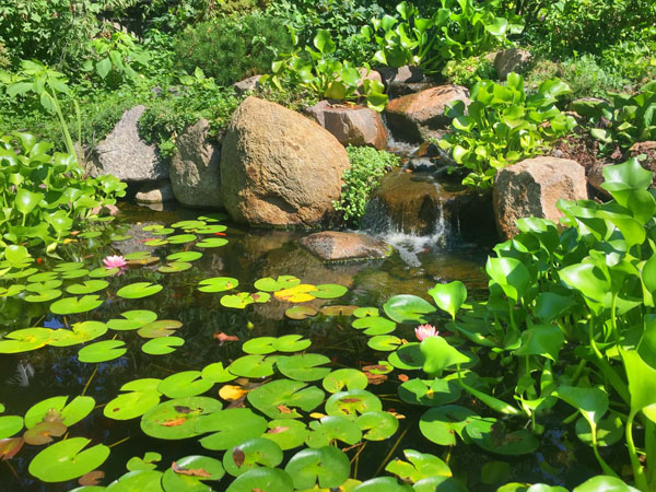 The 5 Types Of Pond Plants And Which Are The Best And Worst - Just