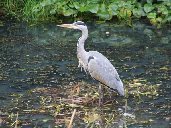 Pond Cover Net - Protect Koi Pond from predators such as Herons