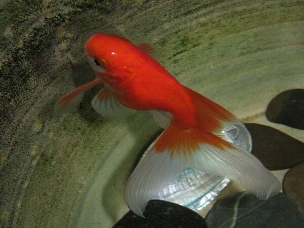 Full grown hotsell koi fish price