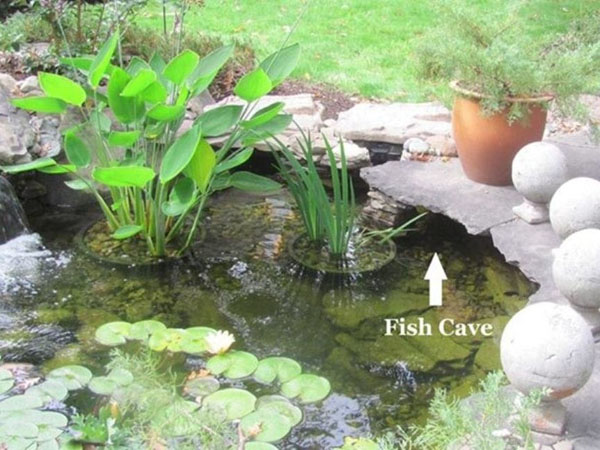 How to Protect Koi Fish from Predators  