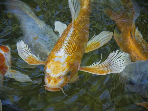LJB Creations KOI Carp Christmas Card - For Fish Keeper, Pond Owner, Husband, Friend