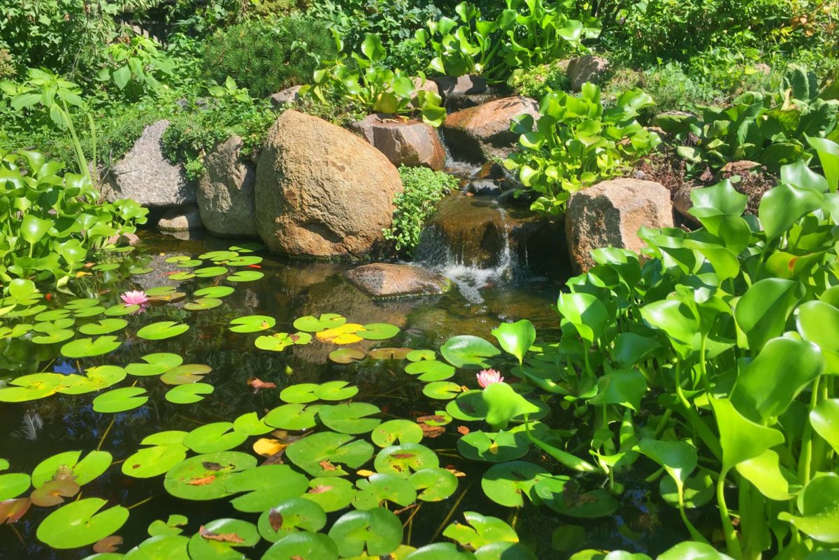 Pond plant. Водные растения. Водные растения для пруда. Экосистема пруда. Пресноводный водоем.