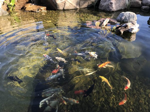 how to feed koi fish in aquarium