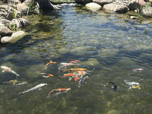 Ultimate Koi Fish Care Guide Expert Tips Included