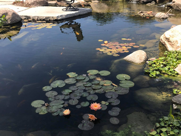 How To Maintain A Koi Pond So It Stays Beautiful