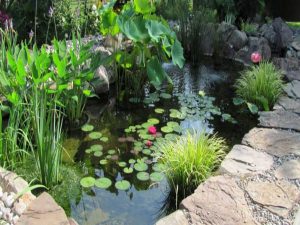 The Best Ways For How To Control Algae In A Koi Pond - Just Add Water