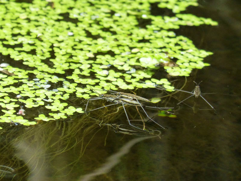 Filamentous Green Algae (Pond Scum)