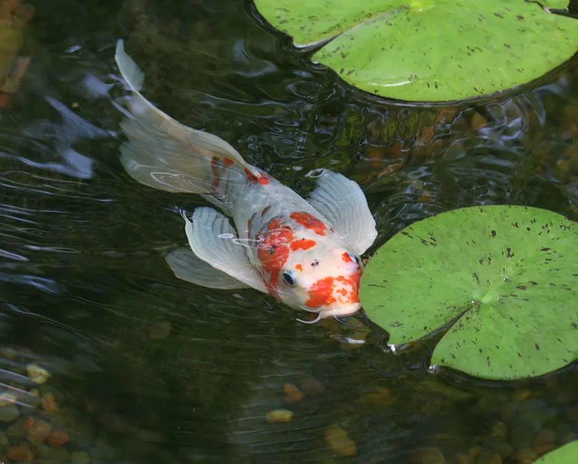 Floating fish. Койс.