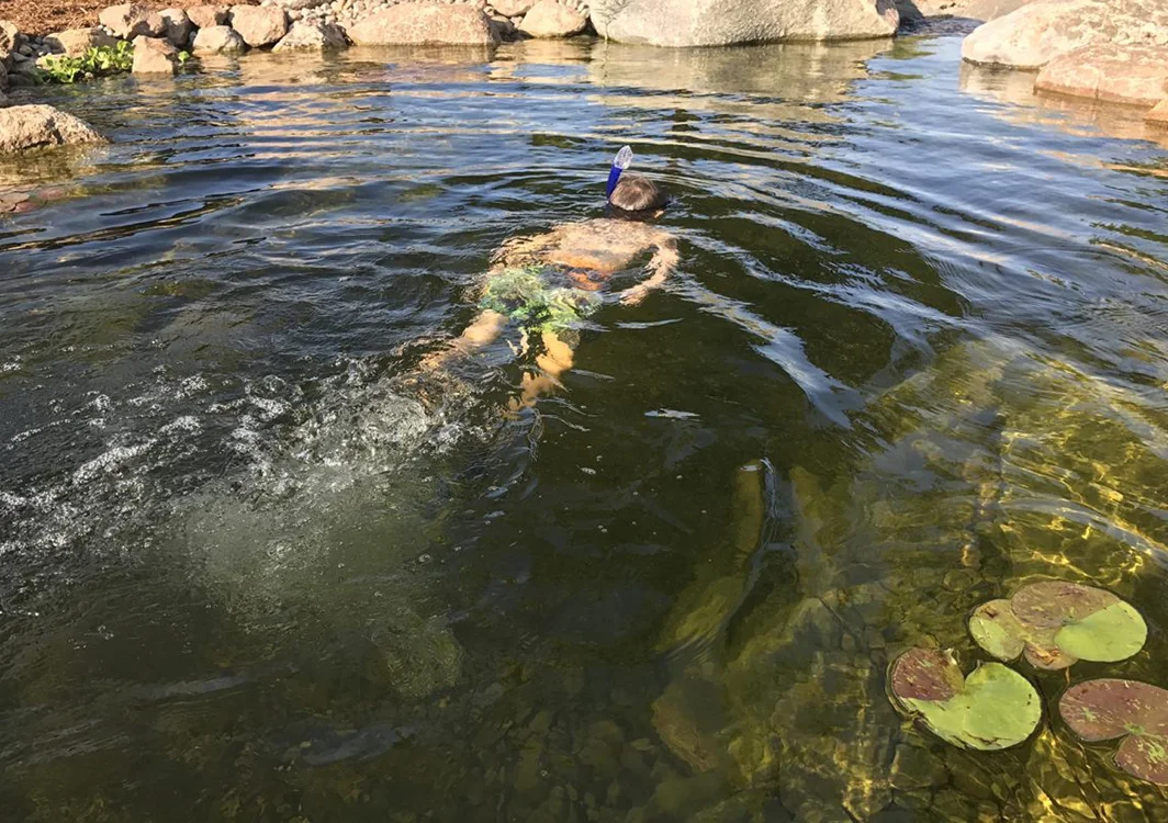 Person snorkeling in clear pond with lily pads.