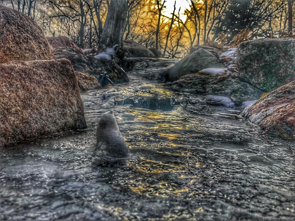 Frosty stream at sunrise with rocks nearby.