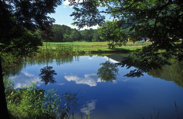 Tranquil pond reflecting trees and blue sky.